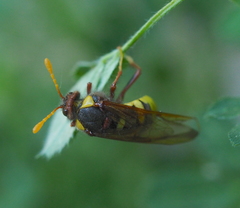 Cimbex quadrimaculatus