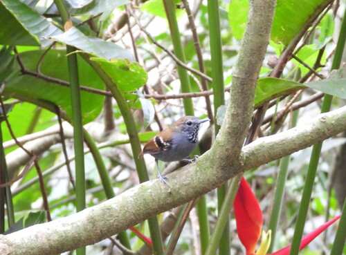 Star-throated Antwren (Rhopias gularis), photo 5
