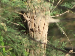 Sceloporus edbelli