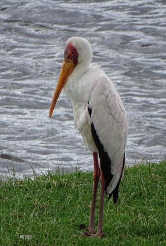 iNaturalist: (c) luuktierolf, some rights reserved (CC BY-NC) iNaturalist image