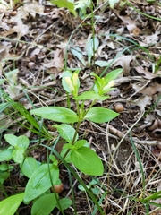 Spigelia hedyotidea