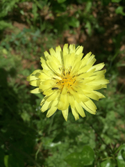 Pyrrhopappus pauciflorus