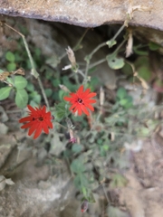 Silene rotundifolia