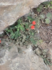 Silene rotundifolia, photograph author not stated, no rights reserved