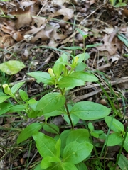 Spigelia hedyotidea