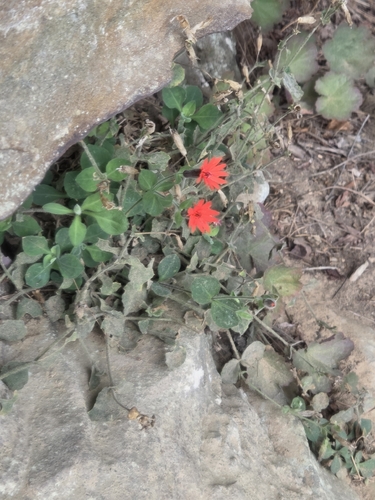 Silene rotundifolia, photograph 3