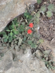 Silene rotundifolia, photograph author not stated, no rights reserved