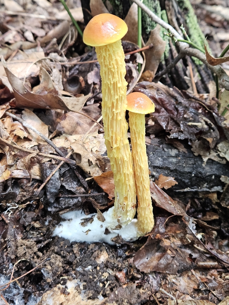 shaggy-stalked bolete · July 2026 · photo: Photo: no rights reserved · iNaturalist