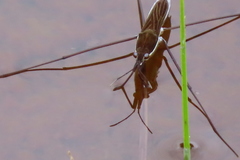 Limnoporus notabilis