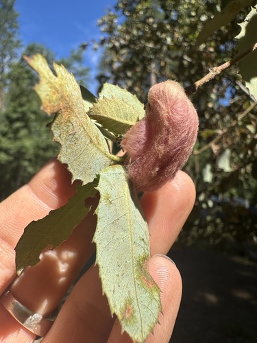 iNaturalist observation photo of Oak Gall Wasps