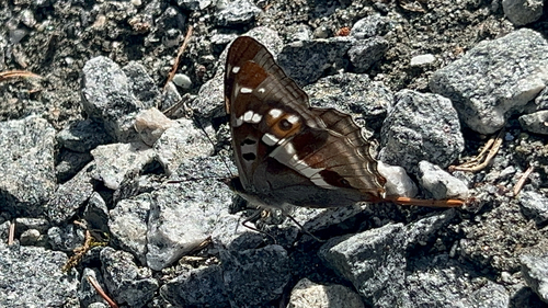 Purple Emperor