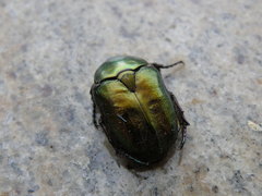 Protaetia cuprea