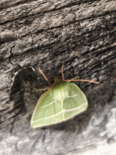 Green Silver-lines