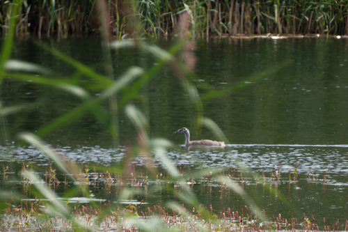 iNaturalist image
