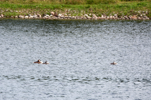 iNaturalist image