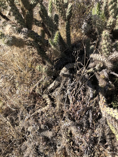 iNaturalist observation photo of Southwestern Speckled Rattlesnake