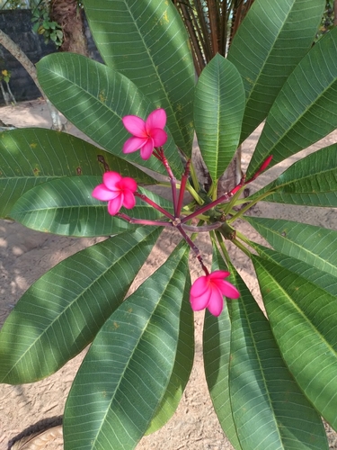 Mexican Plumeria