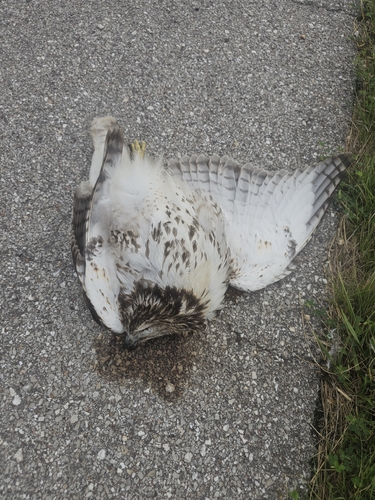 Red-tailed Hawk