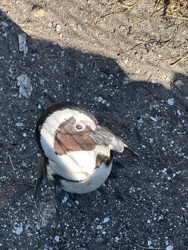 iNaturalist image