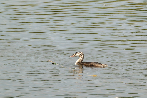 iNaturalist image