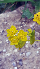 Bupleurum subovatum