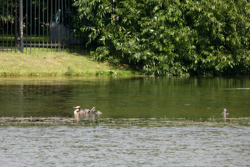 iNaturalist image