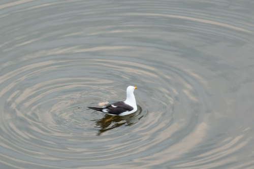 iNaturalist image