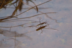 Limnoporus notabilis