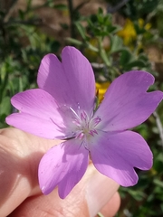 Eudianthe coeli-rosa image