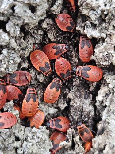 European Firebug