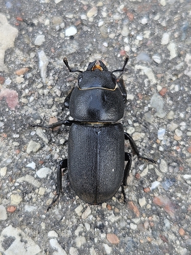 Lesser Stag Beetle