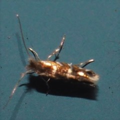 Macrosaccus morrisella