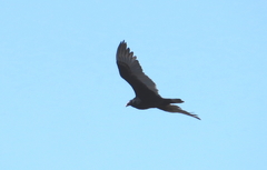 Cathartes aura image