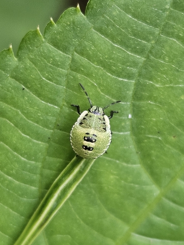Green Shield Bug
