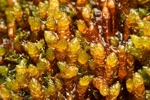Drepanocladus turgescens observed 2026-07-26