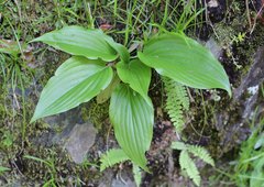 Hosta longipes longipes