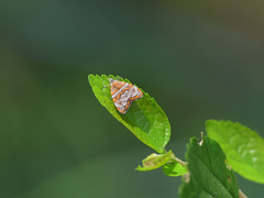Choreutis orthogona