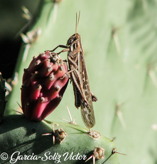 Schistocerca cancellata