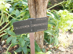 Melaleuca comboynensis