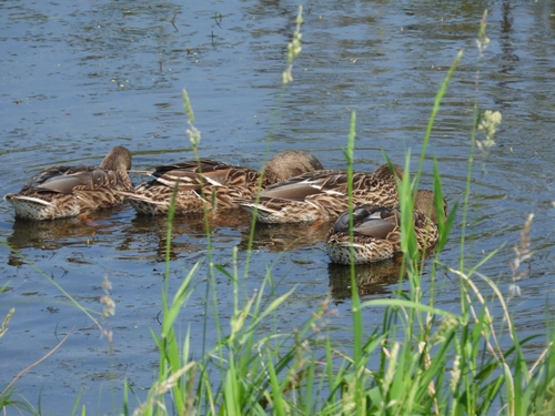 iNaturalist image