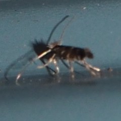 Macrosaccus morrisella