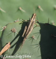 Schistocerca cancellata