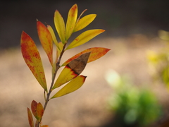 Melaleuca comboynensis