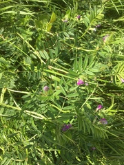 Vicia sepium