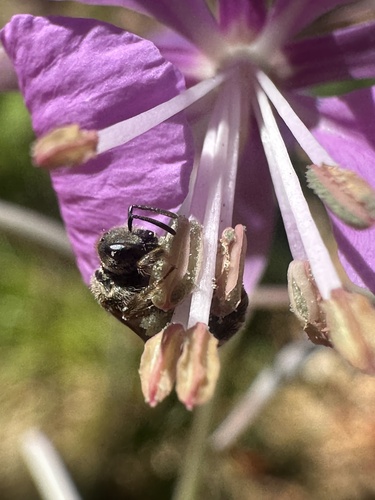 iNaturalist observation photo of Furrow Bees