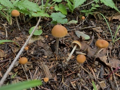 Hypholoma marginatum