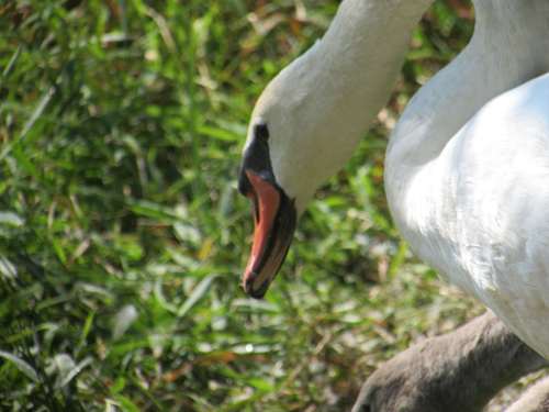 iNaturalist image