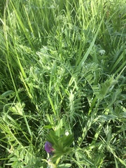 Vicia sepium