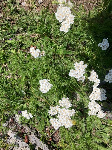 Achillea abrotanoides (Achillea abrotanoides)