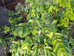 Memecylon pauciflorum